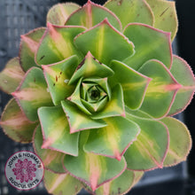 Load image into Gallery viewer, Aeonium Moonburst - John &amp; Norma&#39;s Succulents
