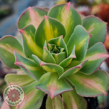 Load image into Gallery viewer, Aeonium Moonburst - John &amp; Norma&#39;s Succulents
