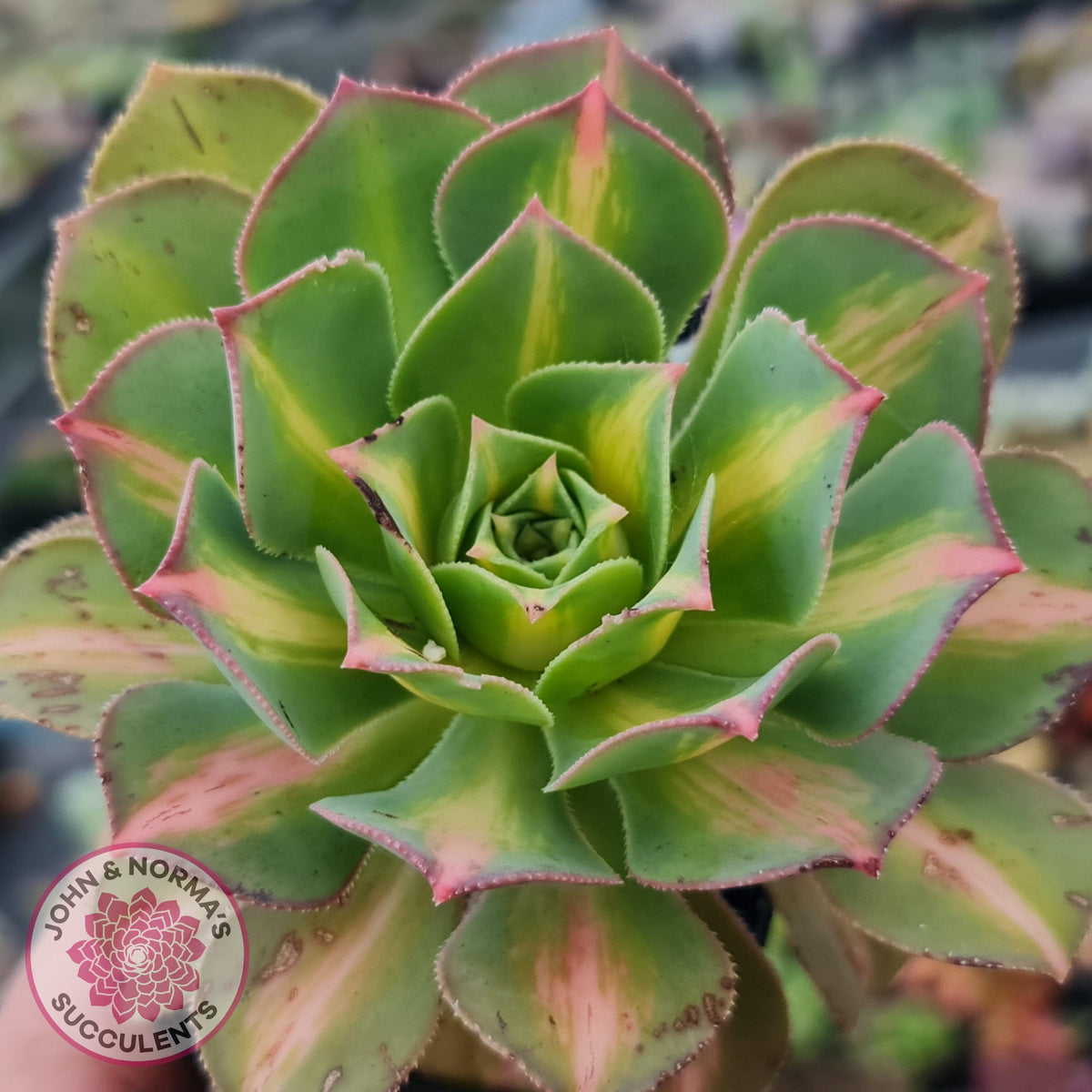 Aeonium Moonburst