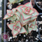 Crassula perforata - Giant Form