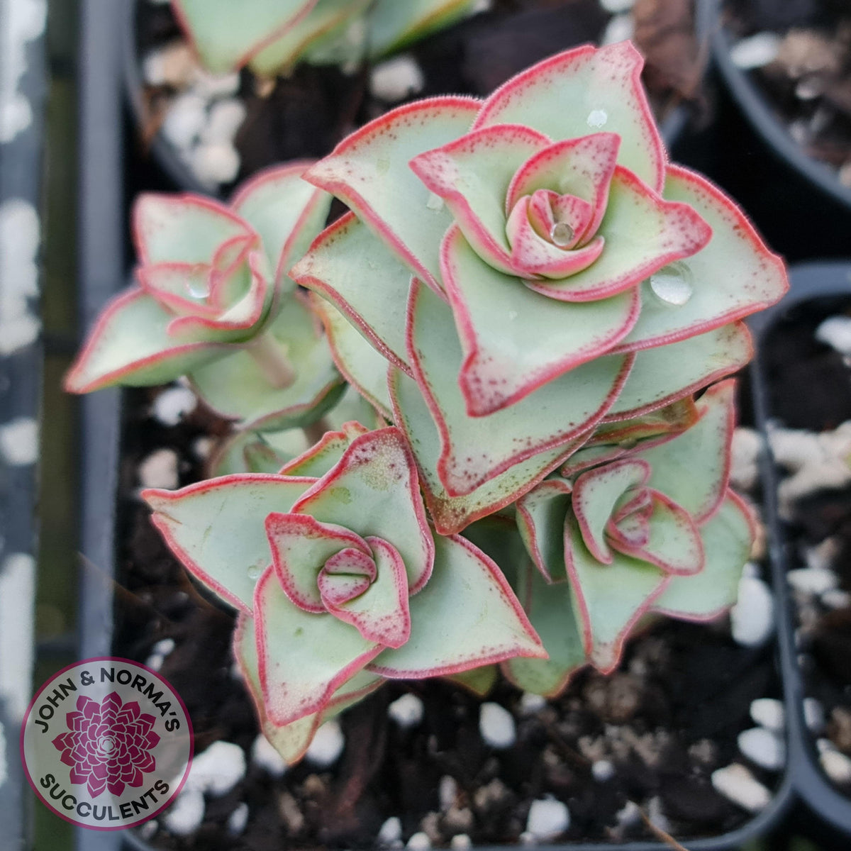 Crassula perforata - Giant Form