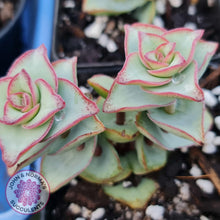 Load image into Gallery viewer, Crassula perforata - Giant Form - John &amp; Norma&#39;s Succulents
