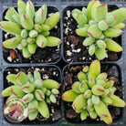 Cotyledon Papillaris 'Pixie Bean'