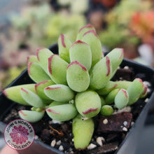 Load image into Gallery viewer, Cotyledon Papillaris &#39;Pixie Bean&#39; - John &amp; Norma&#39;s Succulents
