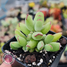 Load image into Gallery viewer, Cotyledon Papillaris &#39;Pixie Bean&#39; - John &amp; Norma&#39;s Succulents
