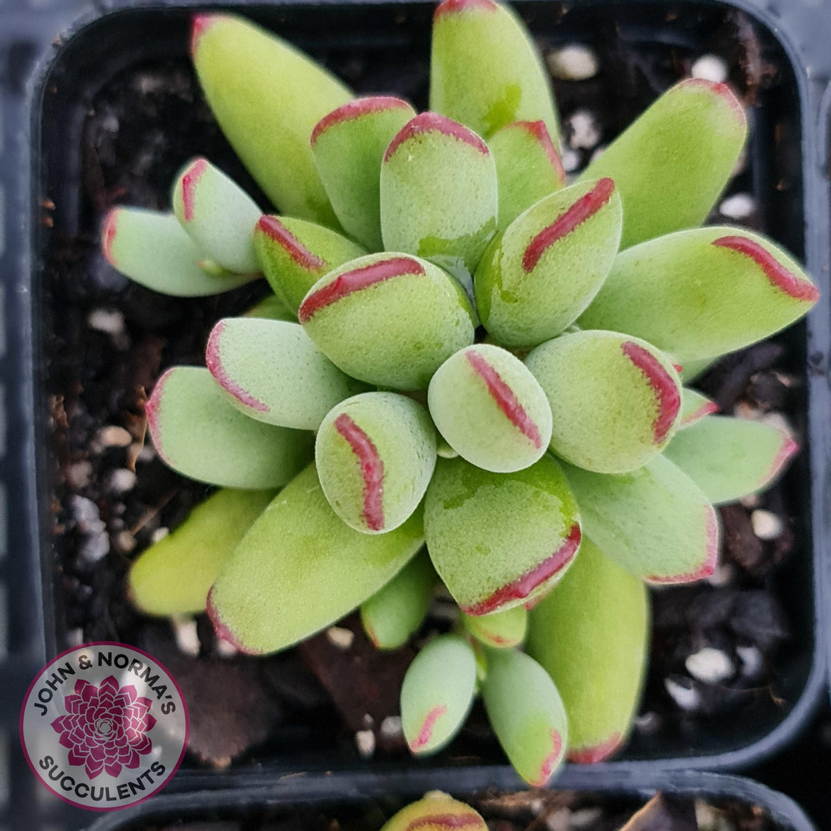 Cotyledon Papillaris 'Pixie Bean'