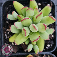 Load image into Gallery viewer, Cotyledon Papillaris &#39;Pixie Bean&#39; - John &amp; Norma&#39;s Succulents
