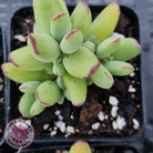 Cotyledon Papillaris 'Pixie Bean'