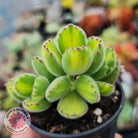Cotyledon tomentosa 'Bears Paw' Yellow Variegated