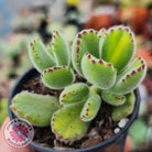 Cotyledon tomentosa 'Bears Paw' Yellow Variegated