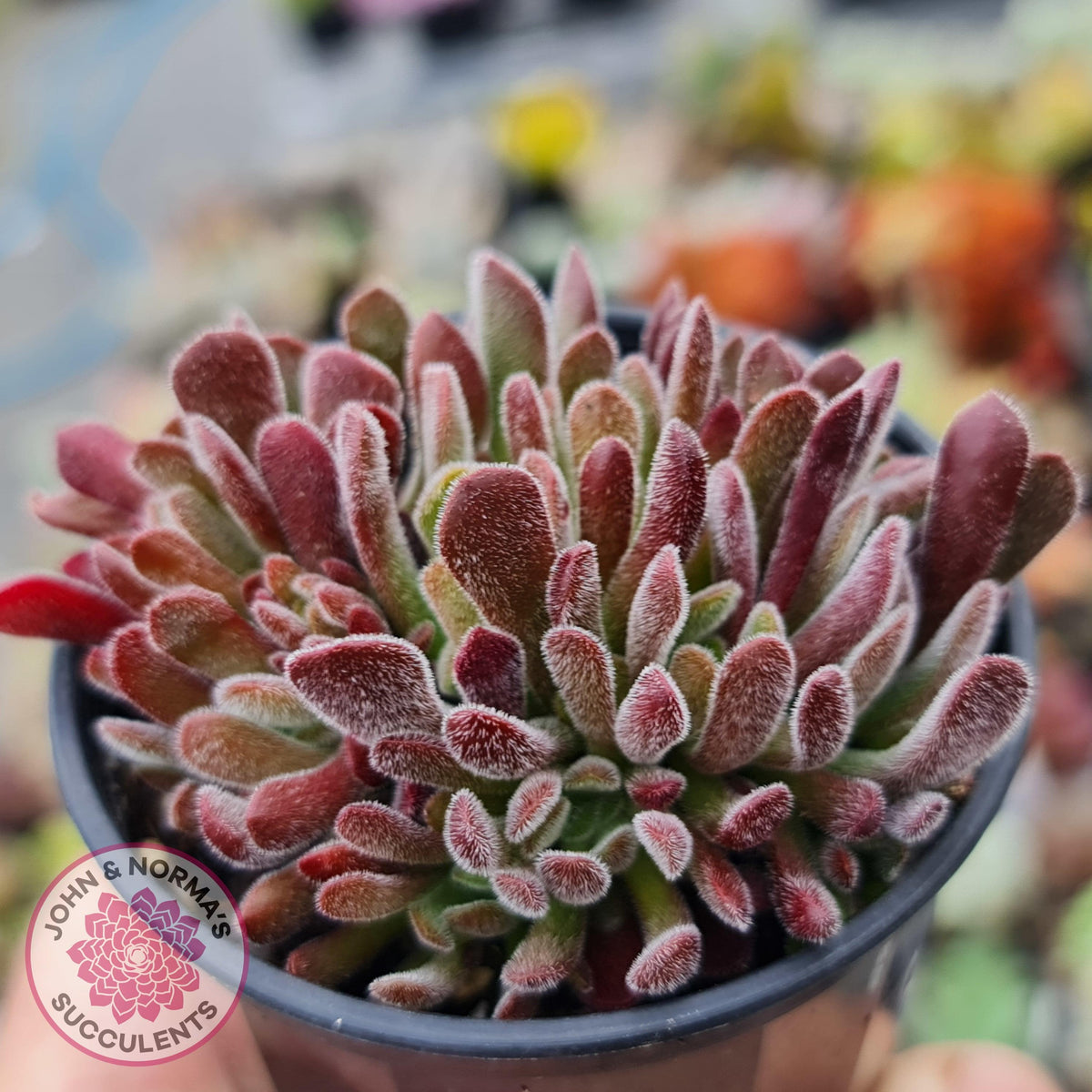 Crassula pubescens