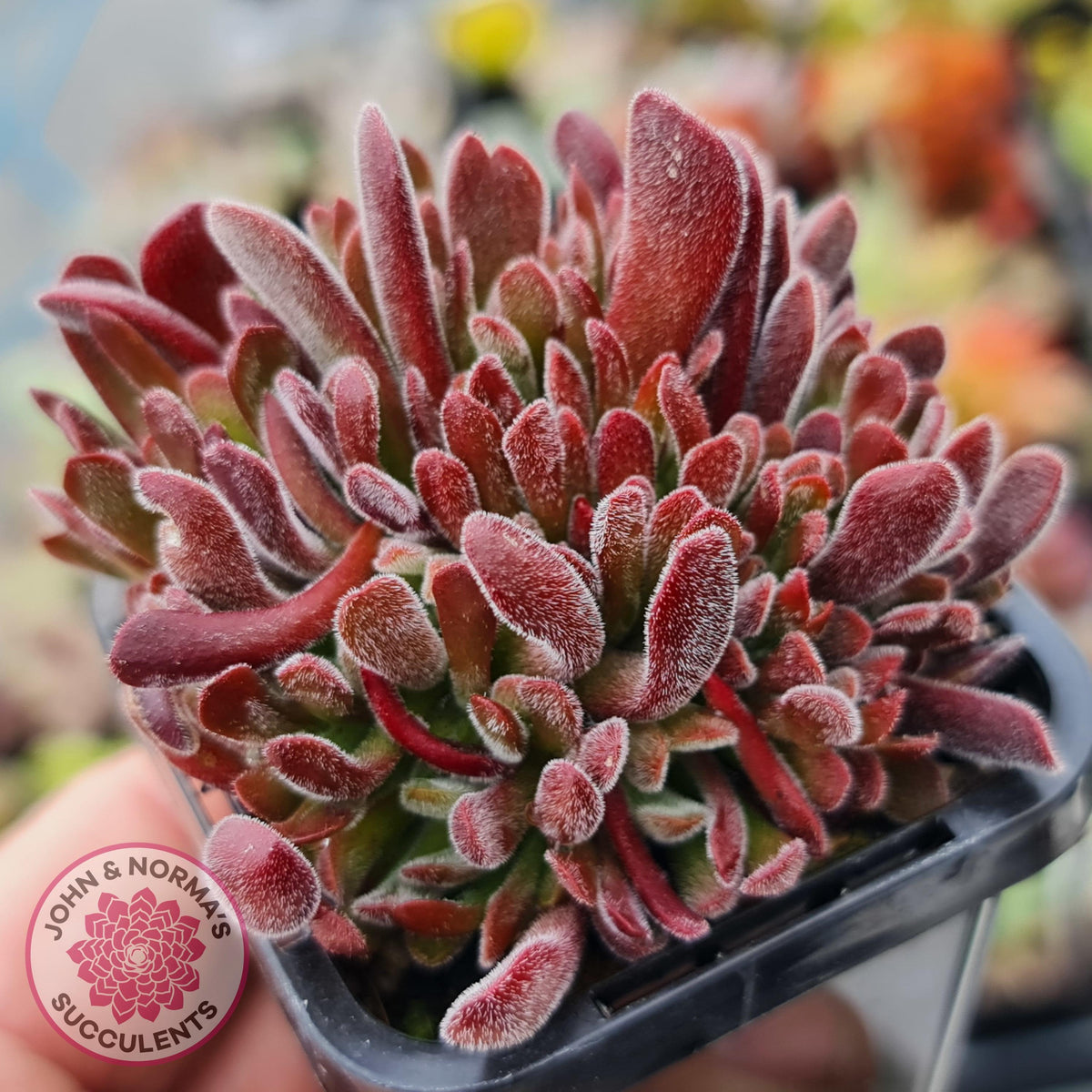 Crassula pubescens