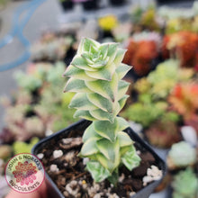 Load image into Gallery viewer, Crassula perforata &#39;Southern Cross&#39; (white variegate) - John &amp; Norma&#39;s Succulents
