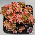 Aeonium sedifolium Variegated
