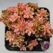 Load image into Gallery viewer, Aeonium sedifolium Variegated - John &amp; Norma&#39;s Succulents
