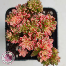 Load image into Gallery viewer, Aeonium sedifolium Variegated - John &amp; Norma&#39;s Succulents
