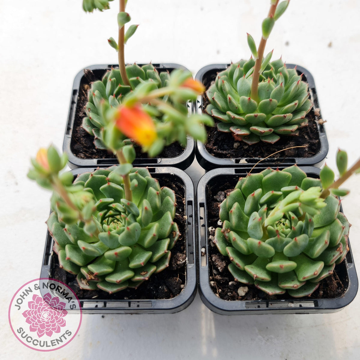 Echeveria Bini Ouhikou