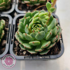 Echeveria Bini Ouhikou