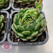Load image into Gallery viewer, Echeveria Bini Ouhikou - John &amp; Norma&#39;s Succulents
