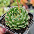 Echeveria Bini Ouhikou