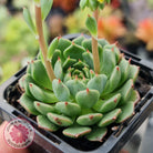 Echeveria Bini Ouhikou