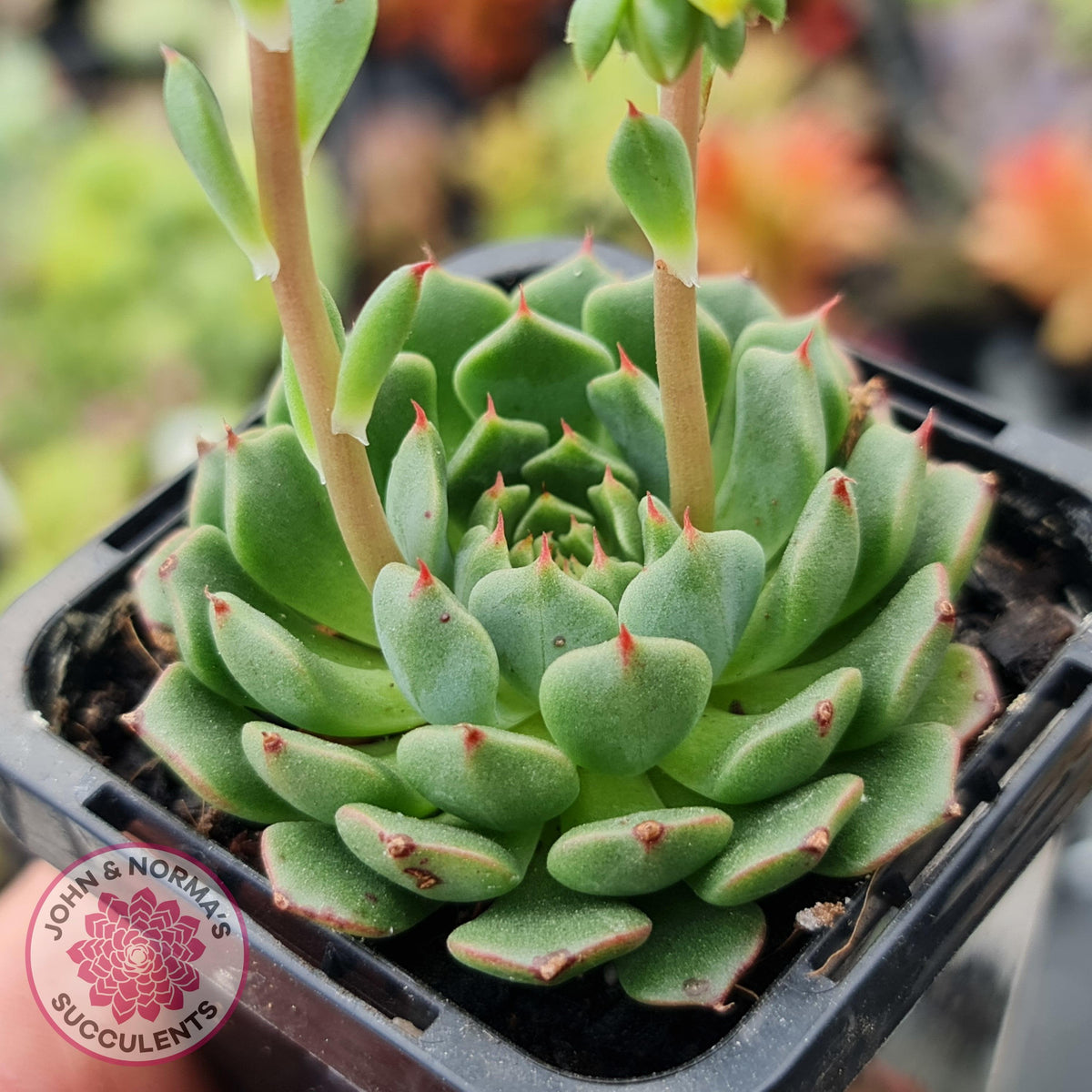 Echeveria Bini Ouhikou