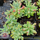 Sedum pachyphyllum 'Blue Jelly Beans'