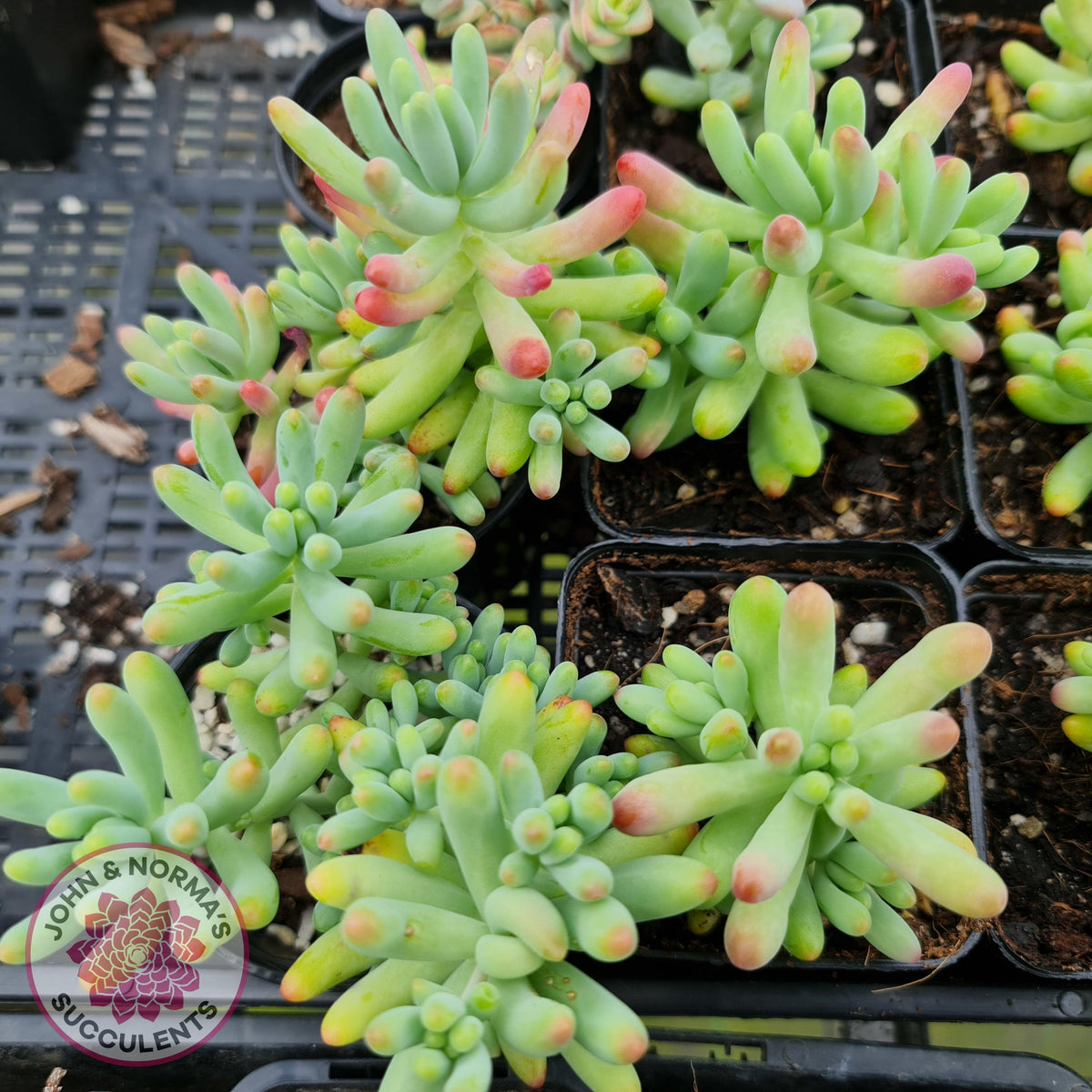 Sedum pachyphyllum 'Blue Jelly Beans'