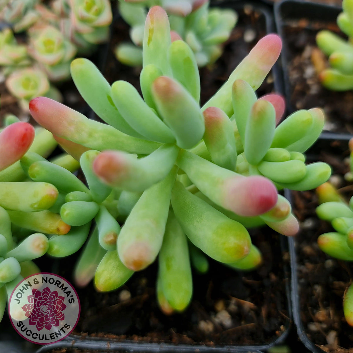 Sedum pachyphyllum 'Blue Jelly Beans'