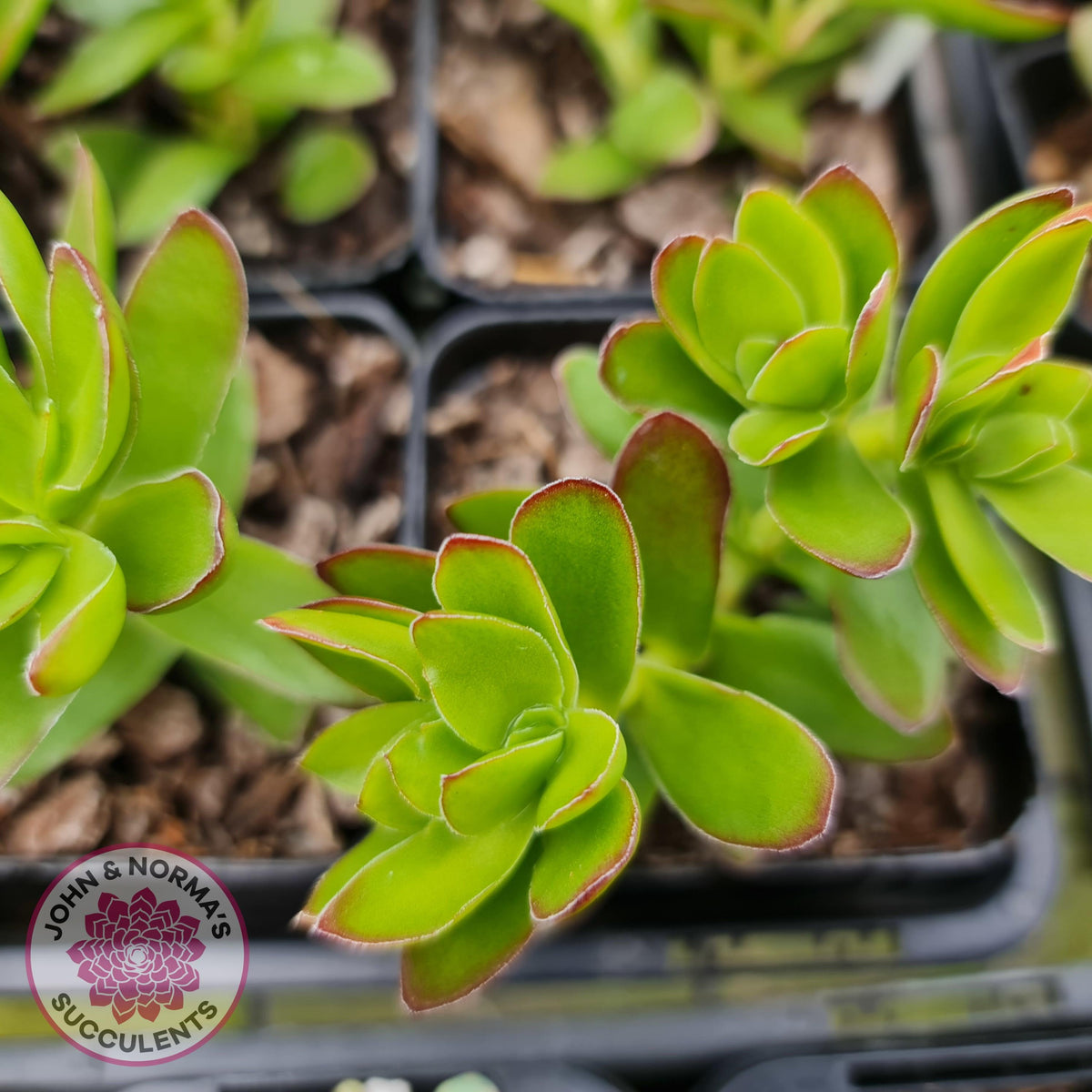Crassula dejecta