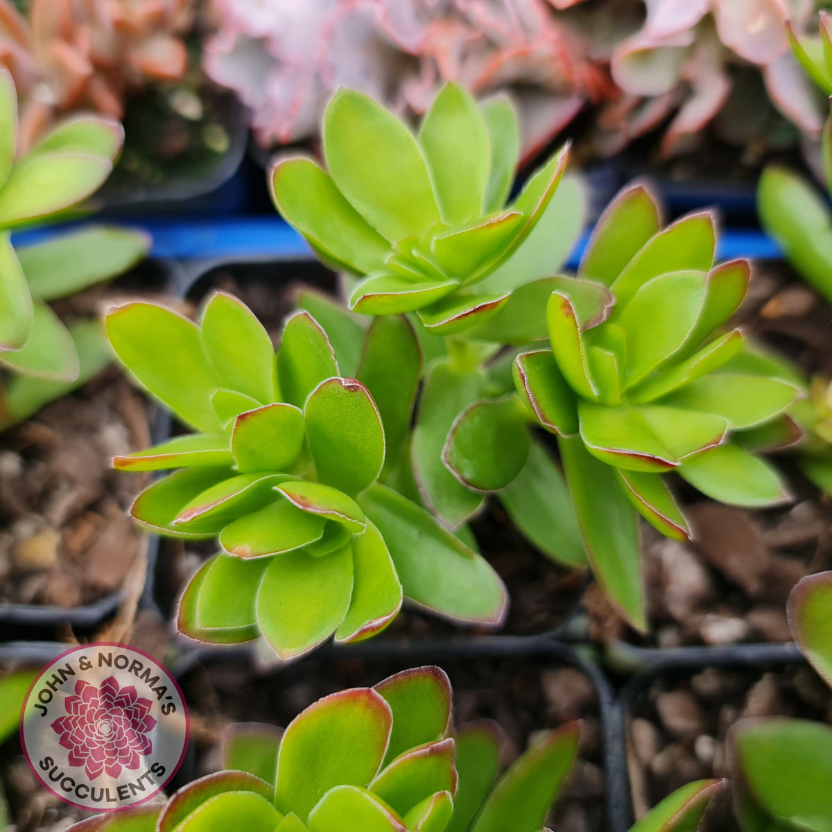 Crassula dejecta