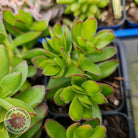 Crassula dejecta