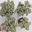 Graptopetalum mendozae