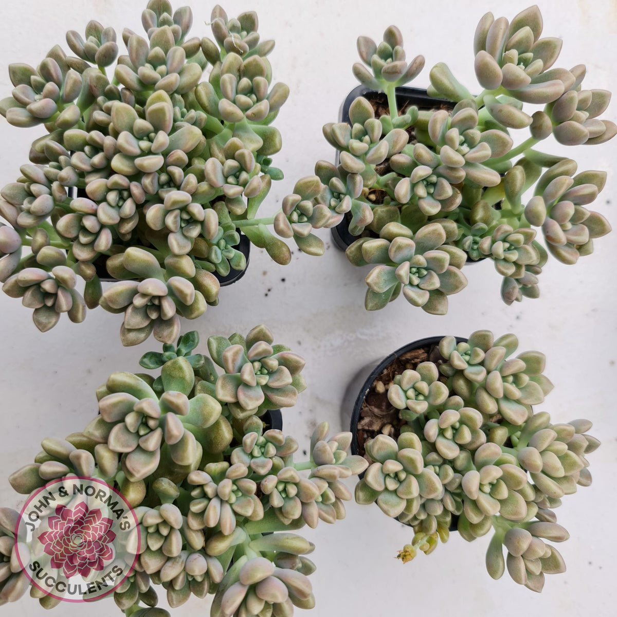 Graptopetalum mendozae