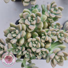 Graptopetalum mendozae