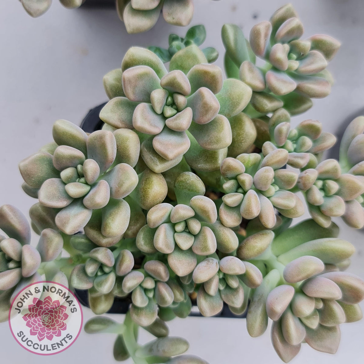 Graptopetalum mendozae
