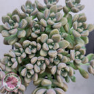 Graptopetalum mendozae