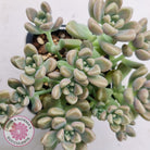 Graptopetalum mendozae