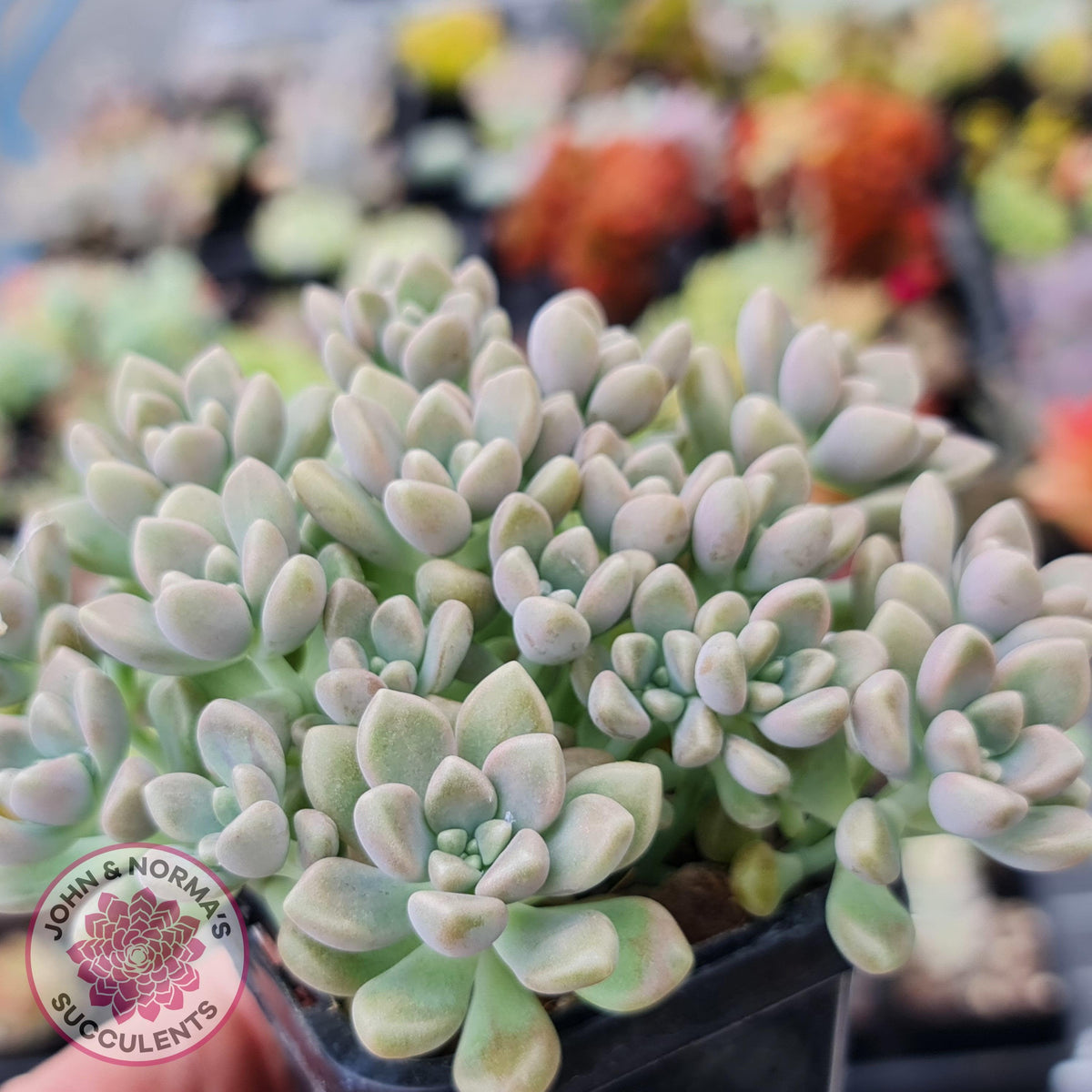 Graptopetalum mendozae