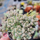 Graptopetalum mendozae