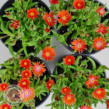 Load image into Gallery viewer, Delosperma Cooperi &#39;Jewel of the Desert Garnet&#39; (Ice Plant) - John &amp; Norma&#39;s Succulents
