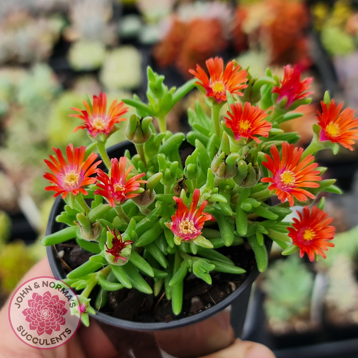 Delosperma Cooperi 'Jewel of the Desert Garnet' (Ice Plant)