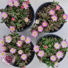 Drosanthemum speciosum 'Kliprand'