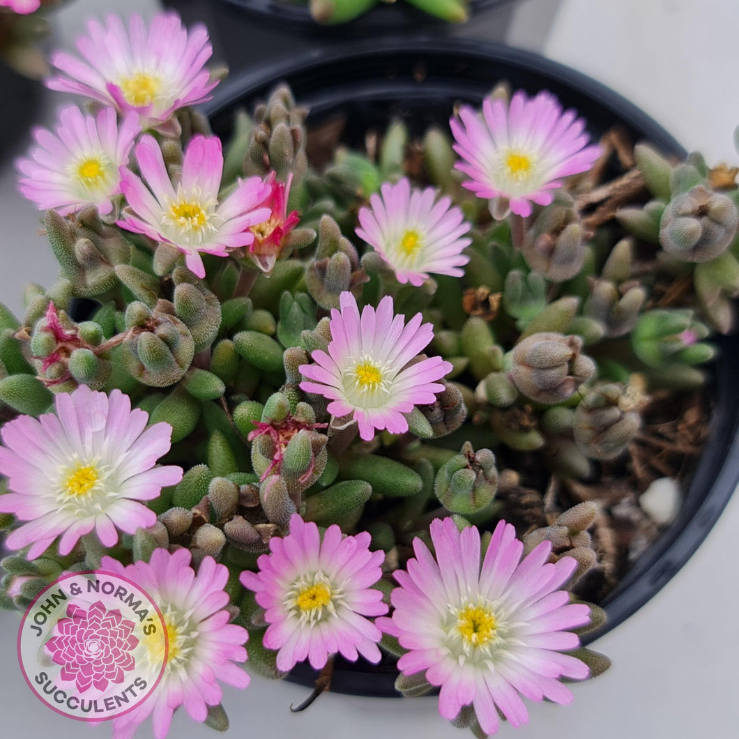 Drosanthemum speciosum 'Kliprand' - John & Norma's Succulents