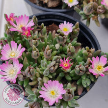 Load image into Gallery viewer, Drosanthemum speciosum &#39;Kliprand&#39; - John &amp; Norma&#39;s Succulents
