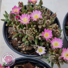 Load image into Gallery viewer, Drosanthemum speciosum &#39;Kliprand&#39; - John &amp; Norma&#39;s Succulents
