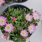 Drosanthemum speciosum 'Kliprand'