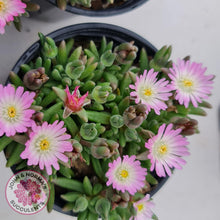 Load image into Gallery viewer, Drosanthemum speciosum &#39;Kliprand&#39; - John &amp; Norma&#39;s Succulents
