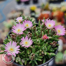 Load image into Gallery viewer, Drosanthemum speciosum &#39;Kliprand&#39; - John &amp; Norma&#39;s Succulents
