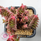 Crassula capitella ssp thyrsiflora variegated